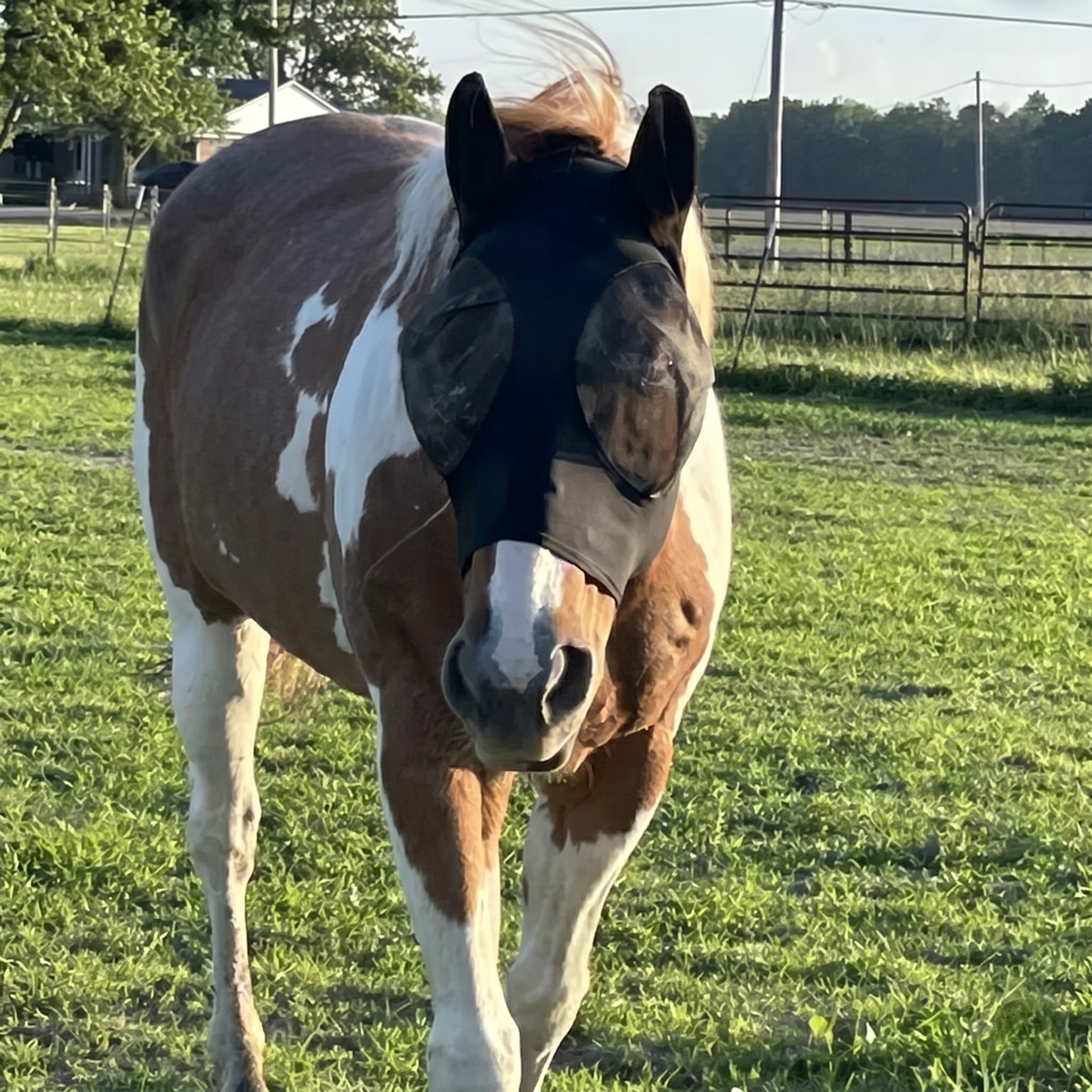 Máscara Antimoscas para Caballos Kyzau™